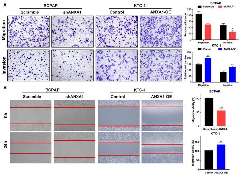 J Cancer Image