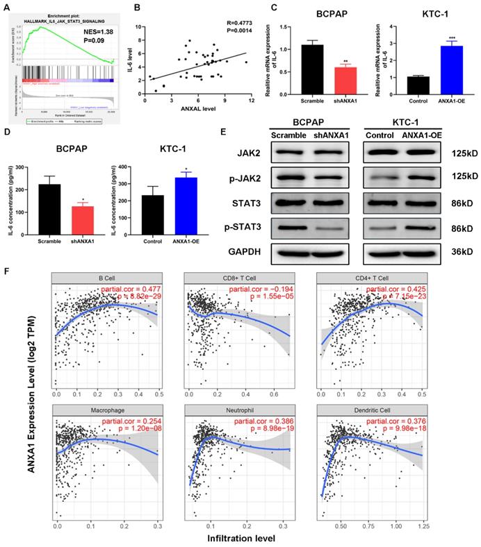 J Cancer Image