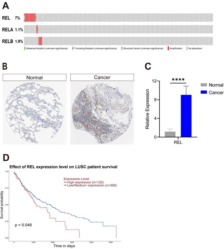 J Cancer Image