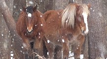 風雪に耐える寒立馬：ニュース動画