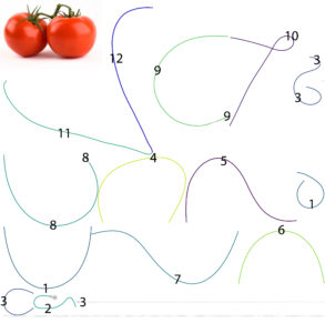 Graph showing the telomere-to-telomere sequenced chromosomes of tomato