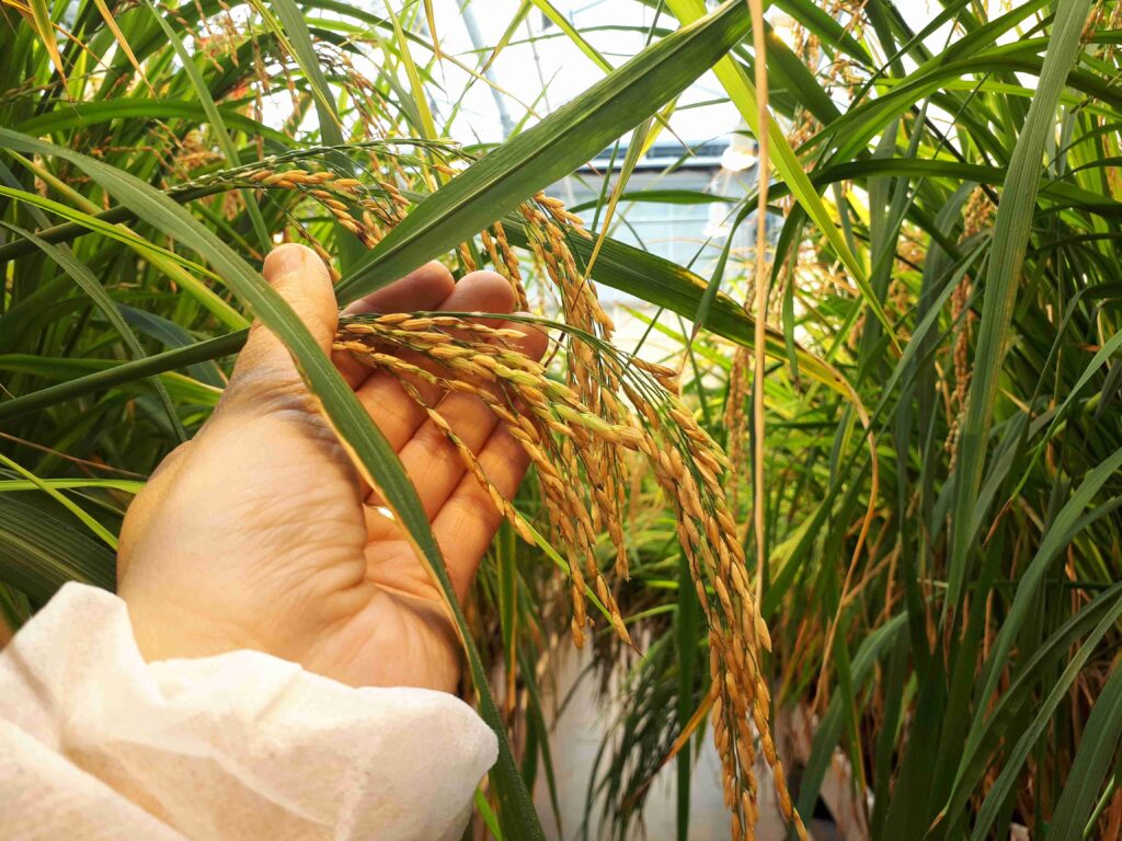 Hand holding rice ears in the research greenhouse of KeyGene, picture made by Johana Acevedo