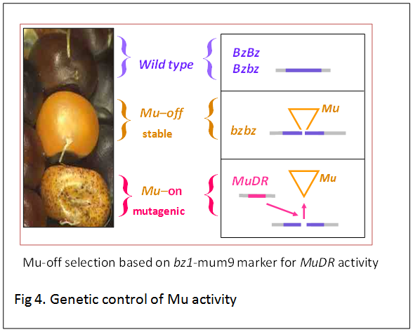 Figure4