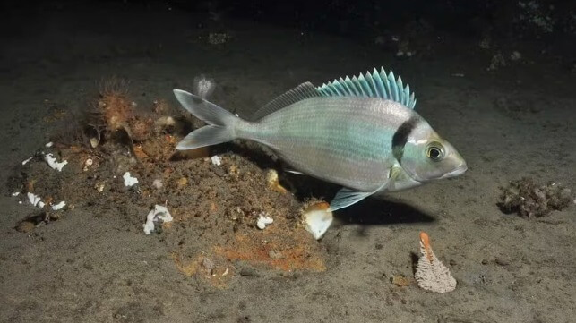 Numbers of deep sea perch have plummeted. Graham Edgar, CC BY