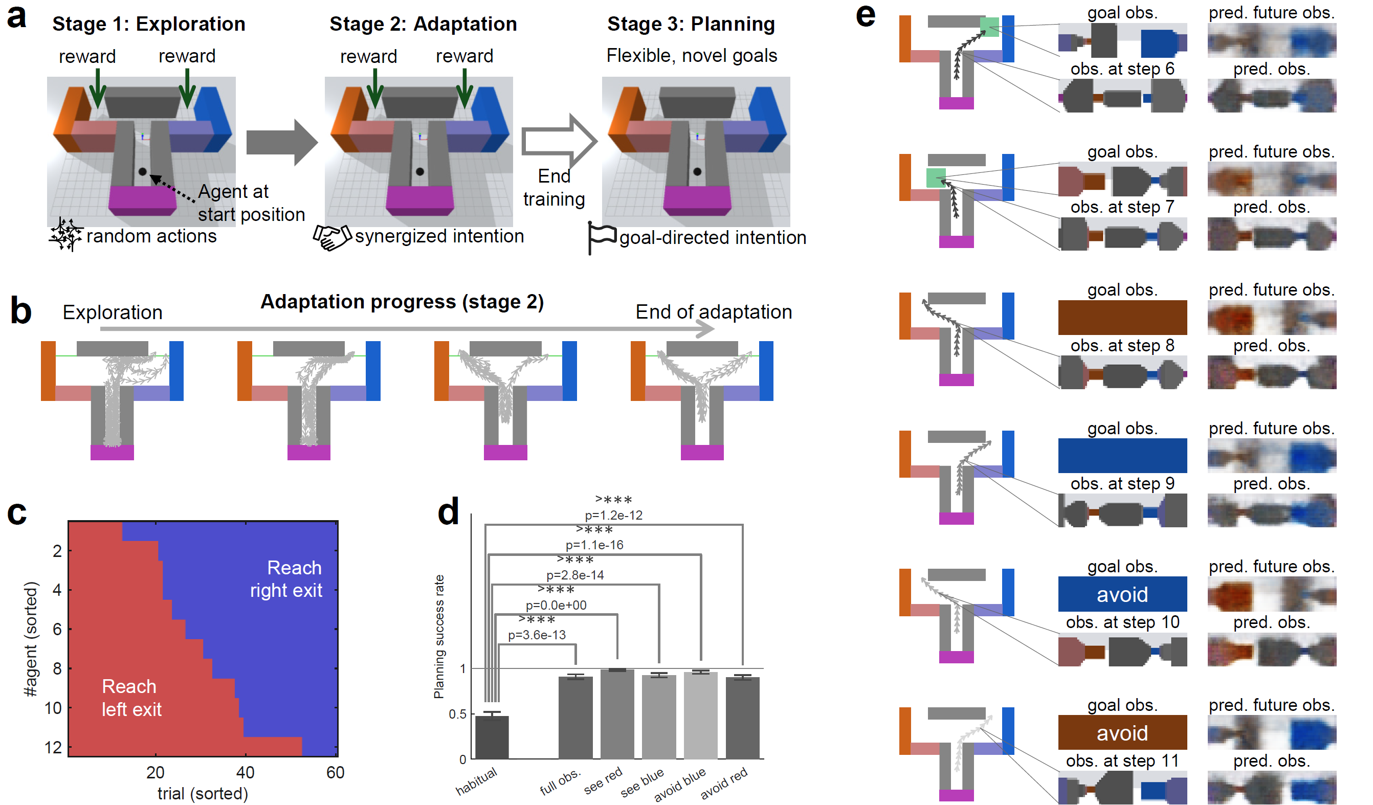 Diagrams illustrating the trained agent performing goal-directed planning for unseen goals. a: Illustration of the experimental setting. Unlike the previous habitization experiment, the rewards are the same for the left and right exits. After stage 2 (adaptation), the model is fixed, and we test the agent’s goal-directed planning capacity (stage 3); b: An example agent behavior (movement trajectories of 10 trials in each plot, aerial view) during stage 2; c: Statistics of policy diversity using purely habitual behavior (actions computed by prior intention). Totally 12 agents, trained with different random seeds, are tested for 60 trials for each; d: Statistics of success rate in planning (tested using 12 agents and 10 episodes for each agent in each case) with different kinds of goals; e: Examples of movement trajectories and internal predictions of current and future observations in goal-directed planning. 