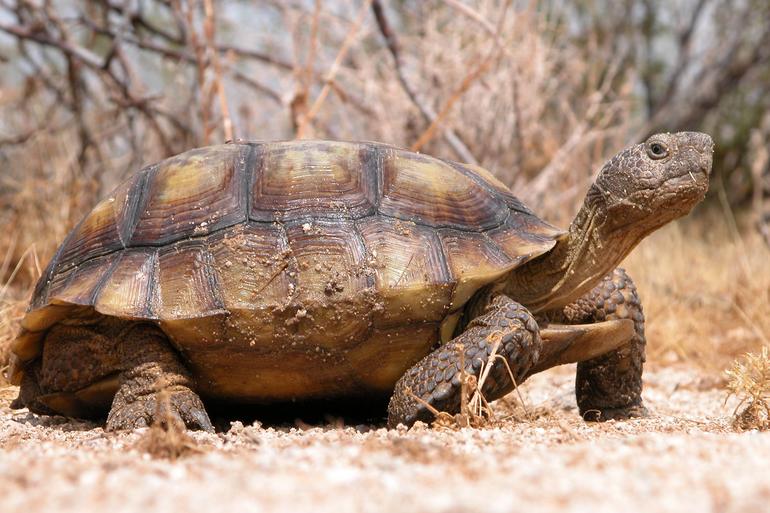 desert tortoise