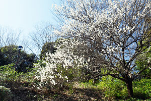 早春の多摩中央公園