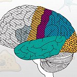 Illustration showing the regions of the human brain.