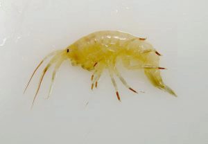 Gammarus wilkitzkii