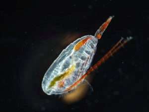 Dyreplankton