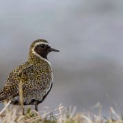 European golden plover