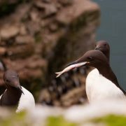 A common guillemot eats a fish