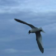 Sabine's gull