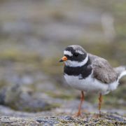 Ringed plover