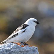 snow bunting