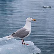 Glaucous gull