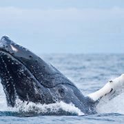 humpback whale