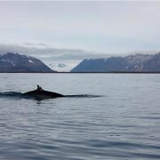 Hval i fjord