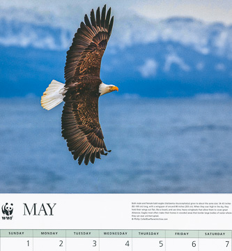 World Wildlife Fund Eagles 2022 calendar