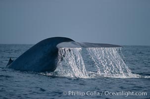 Blue whale, the largest animal ever to inhabit earth, swims through the open ocean, raising fluke (tail) before making a deep dive, Balaenoptera musculus