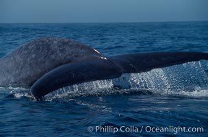 Blue whale fluking up (raising its tail) before a dive to forage for krill,  Baja California (Mexico), Balaenoptera musculus
