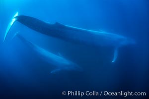 Blue whales, adult and juvenile (likely mother and calf), swimming together side by side underwater in the open ocean, Balaenoptera musculus, San Diego, California