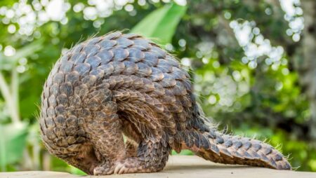 Pangolin