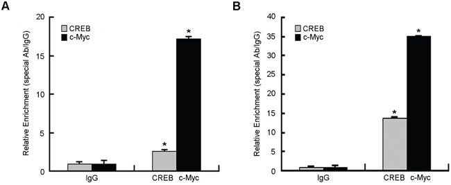 Chromatin immunoprecipitation assay (ChIP) of STING promoter was performed in HeLa cells.