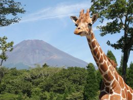 ☆★迫力満点！富士サファリパークで動物観察！トラのメロンパン付き♪×感動的な時之栖イルミネーション「ひかりのすみか」×バイキングレストラン麦畑にて食べ放題＆地ビール飲み放題♪★☆