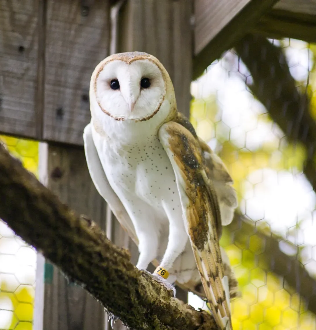 Barn Owl perched on a wooden structure.