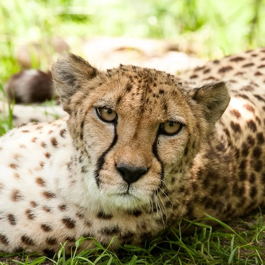 Cheetah laying down in the grass looking at the camera.