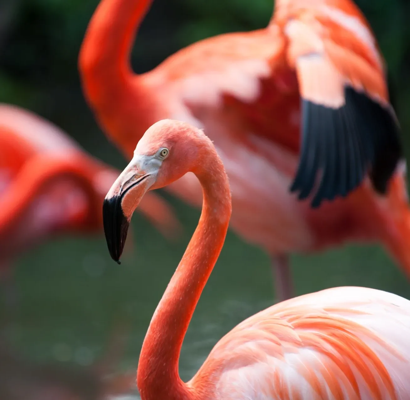 Caribbean Flamingo with two others in the background.