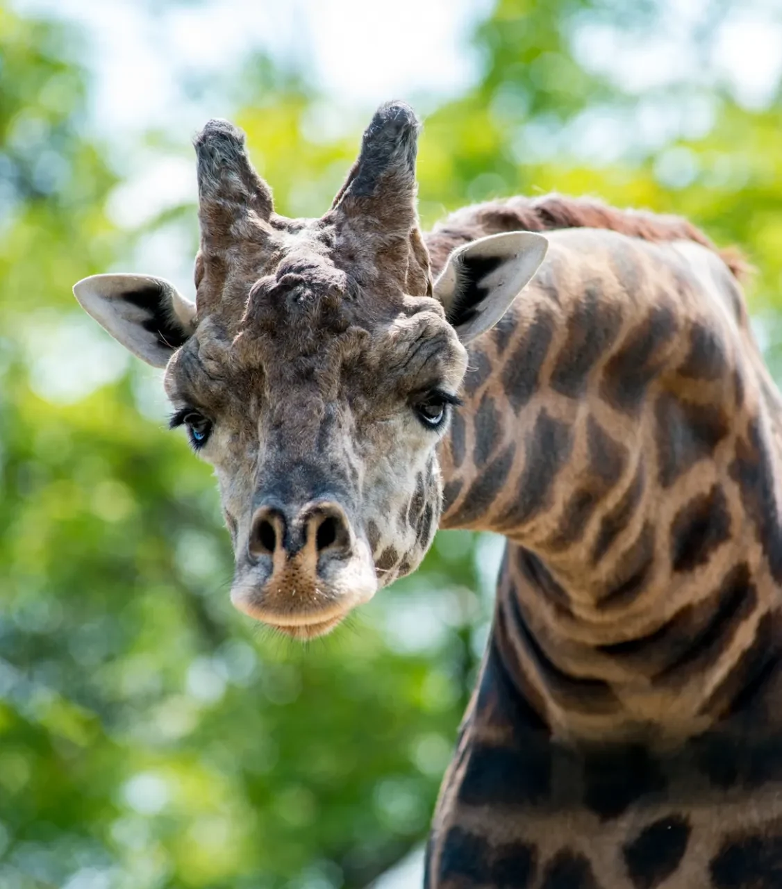 Masai Giraffe with its neck bent looking at the camera.