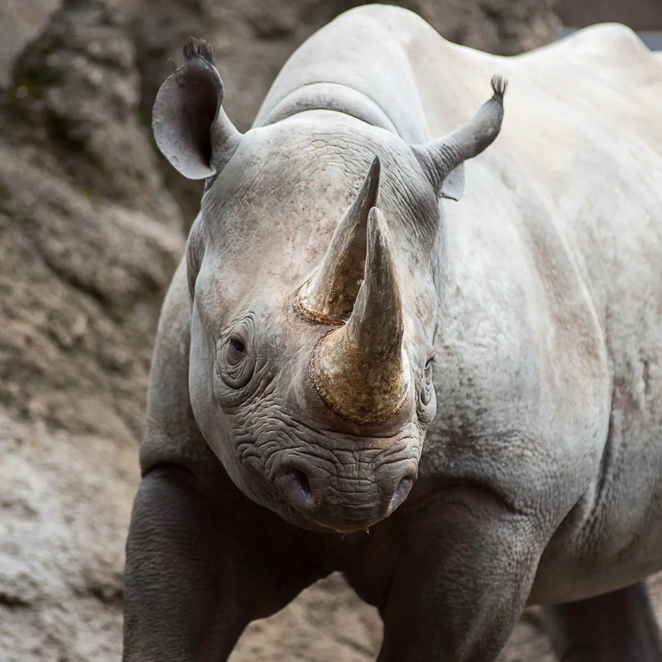 A black rhinoceros at a 3/4 stance.