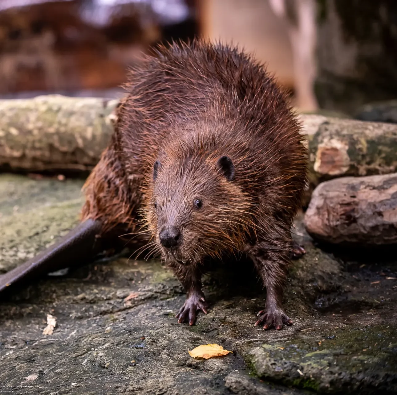 American Beaver standing on rocks with wooden logs in the background.