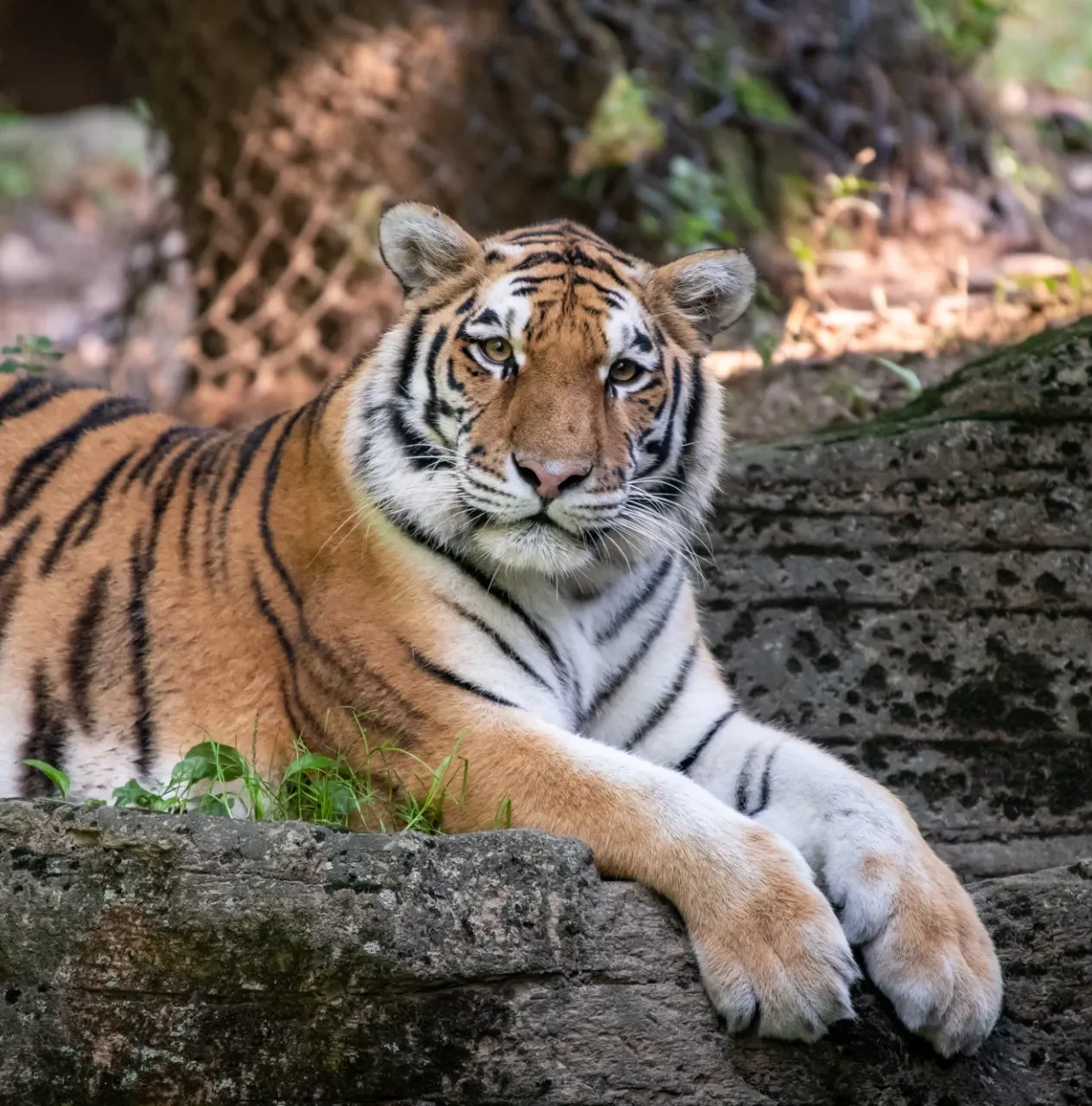 Amur Tiger laying down on rocks.