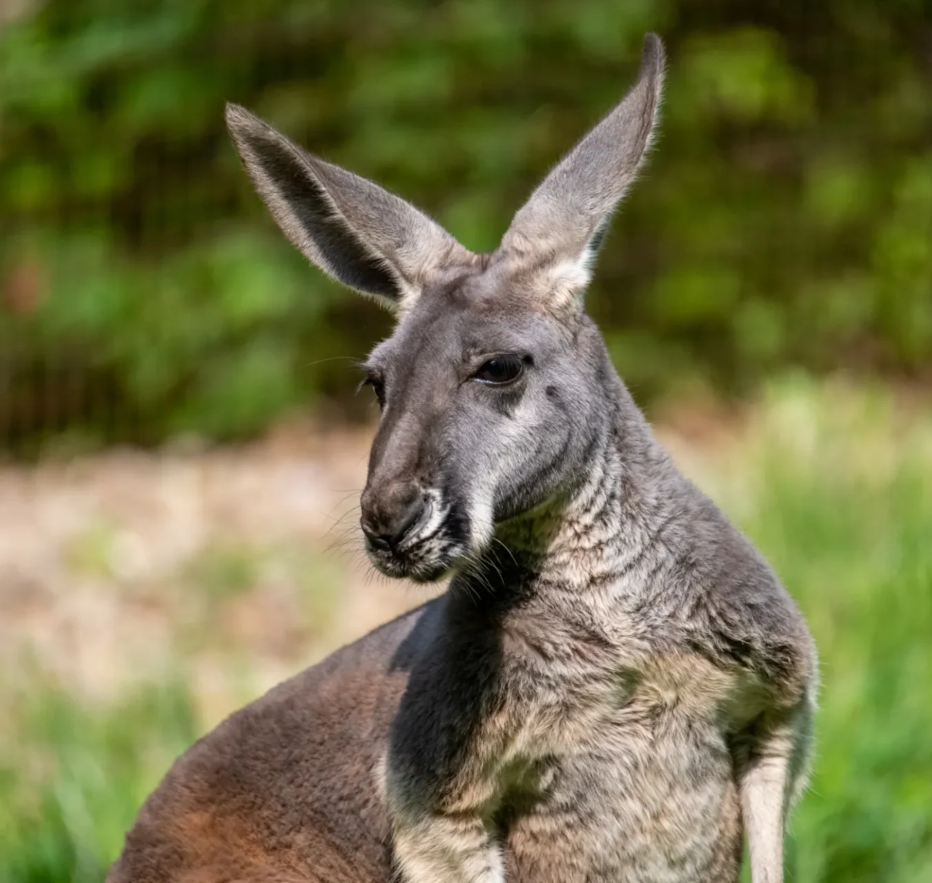 A kangaroo standing in front of greenery.