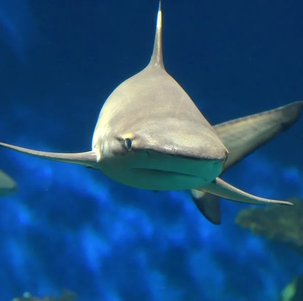 A front view of a Blacktip Reef Shark.