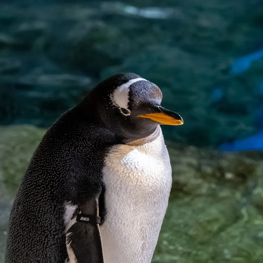 Gentoo Penguin standing on a rocky shore next to a clear pool of water.