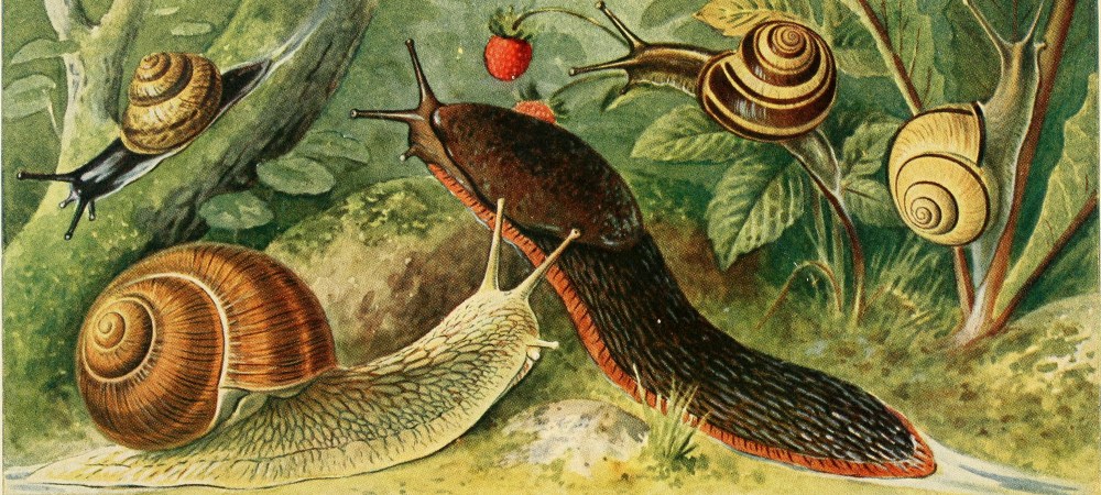 Sex, starvation, and saltwater moats: snail farms are wilder than you could ever imagine