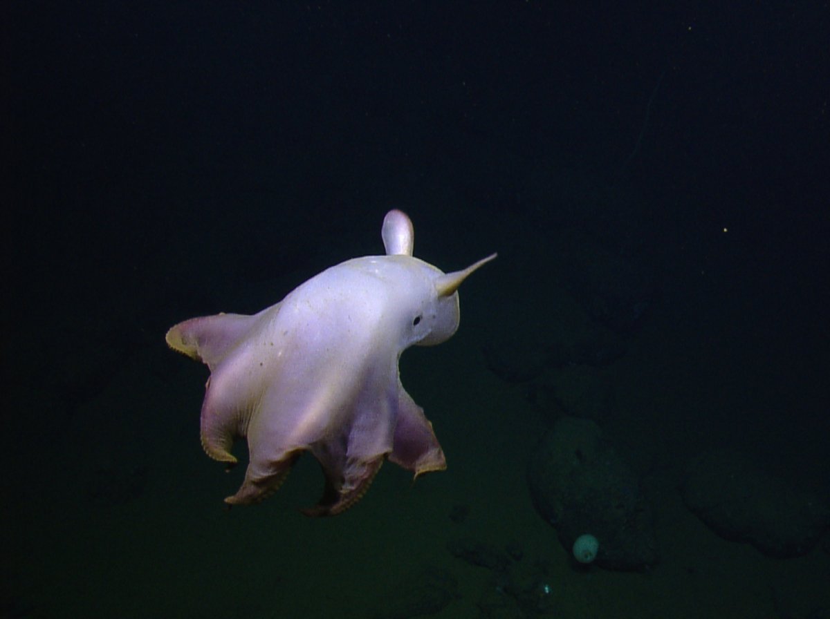 dumbo octopus