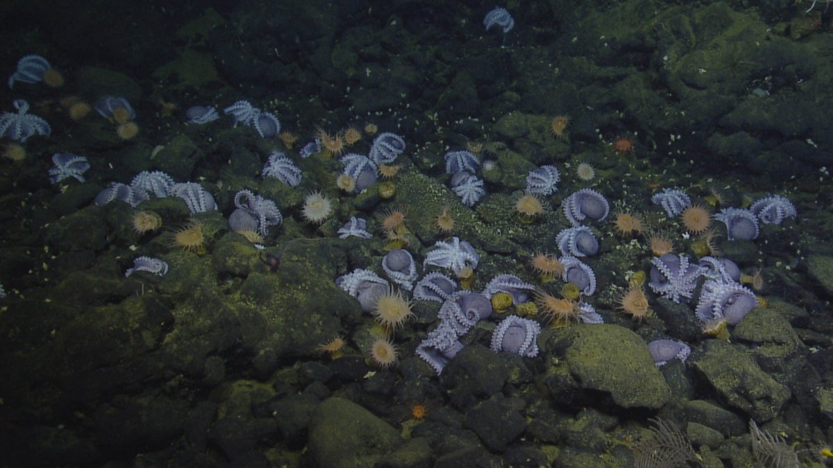 octopus garden nautilus