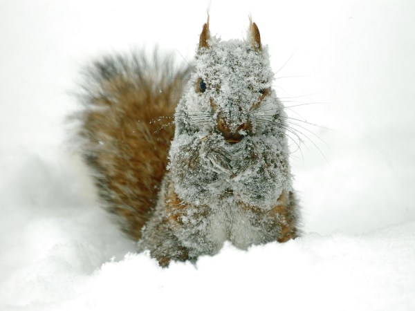 squirrel in the snow