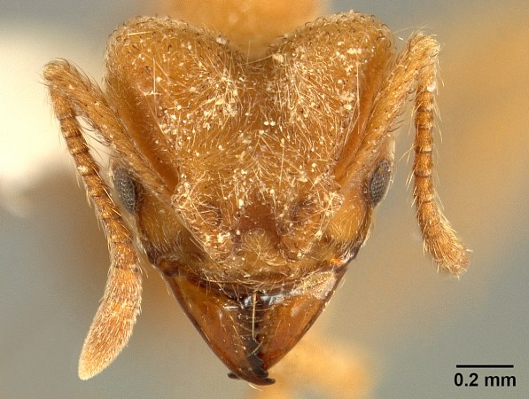 Sericomyrmex radioheadi