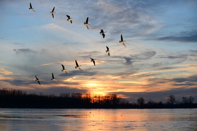 Geese flock flying mechanics