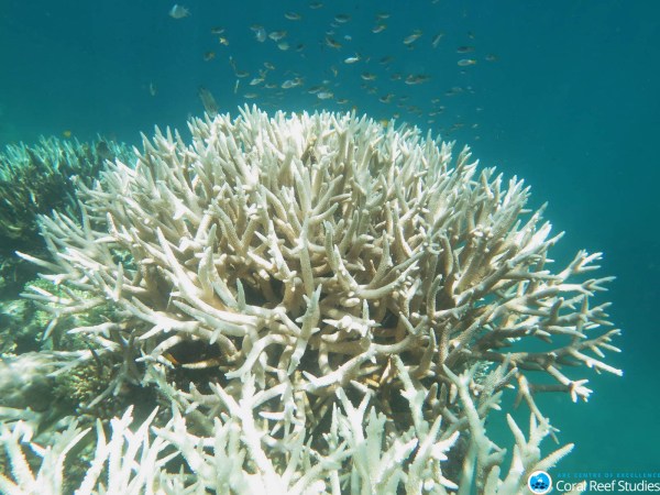The Great Barrier Reef’s latest unprecedented bleaching event could spell the end