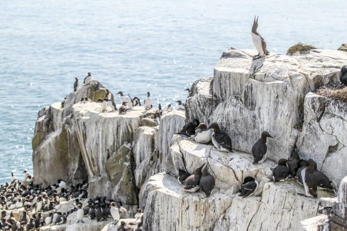 guillemot colony