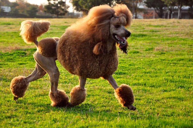 a poodle running through a field with a silly haircut
