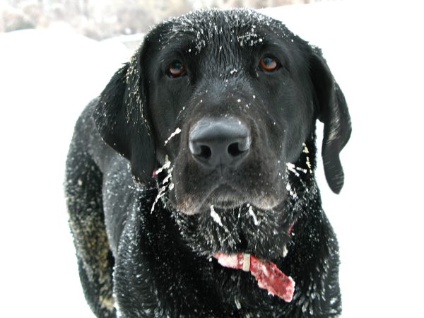 Why Do Animals Love To Play In The Snow?