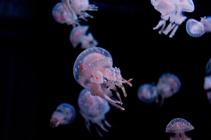 The Secret To Swimming Like A Jellyfish? Pull, Don’t Push